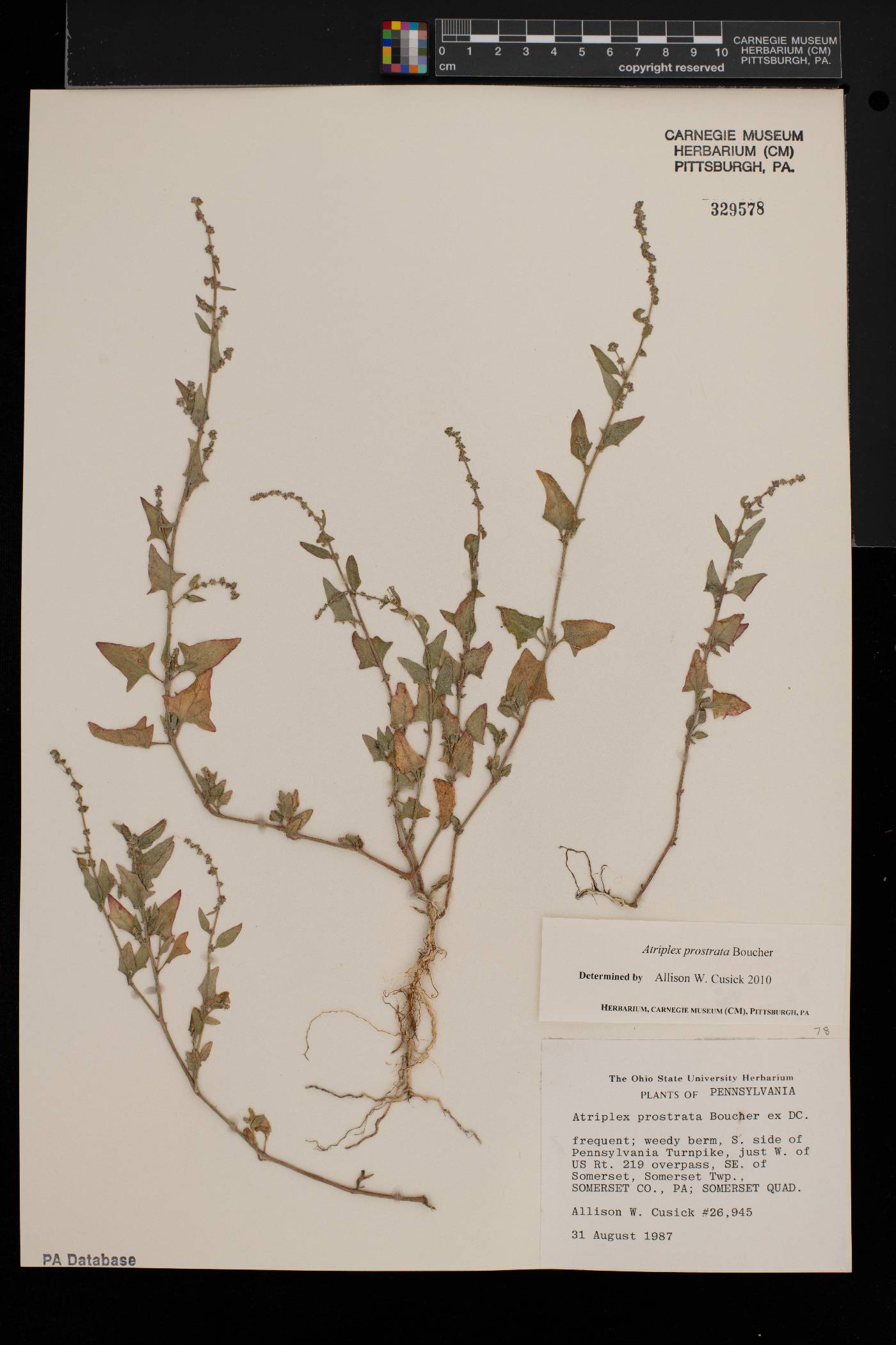 Atriplex prostrata image