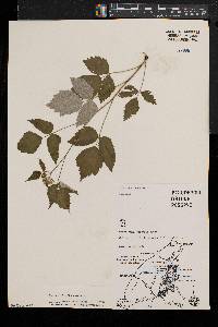 Rubus occidentalis image