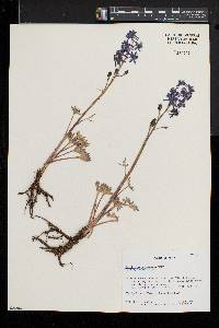 Delphinium andersonii image