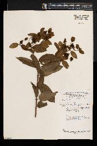Combretum latialatum image