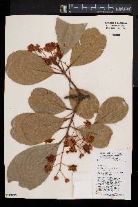 Calophyllum inophyllum image