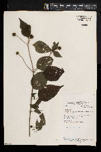 Lipotriche scandens subsp. scandens image