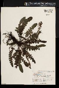 Blechnum nigrum image