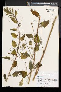 Smilax herbacea image