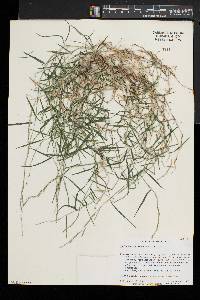 Muhlenbergia schreberi image