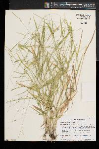 Leersia virginica image