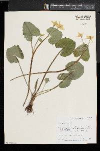 Caltha palustris image