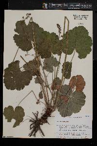 Heuchera americana image