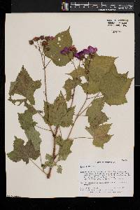 Rubus odoratus image