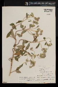 Bothriocline laxa image