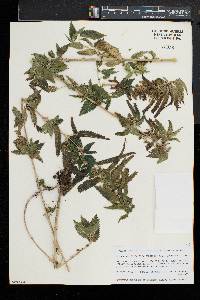 Urtica dioica image