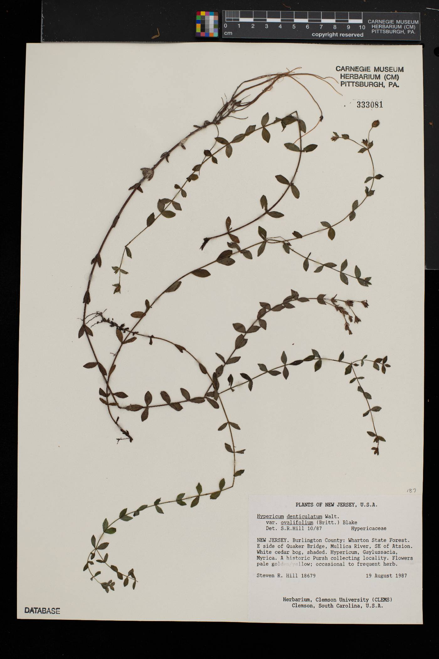 Hypericum denticulatum image