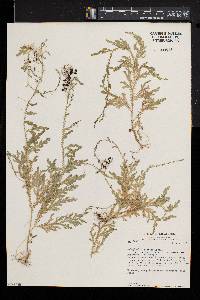 Selaginella sertata image