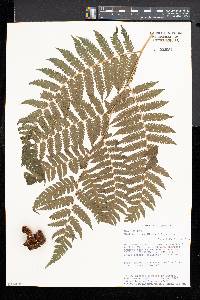 Cyathea fulva image