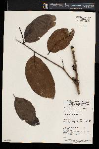 Drypetes arborescens image
