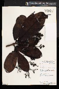 Corynanthe johimbe image