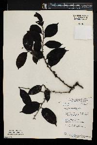 Diospyros piscatoria image