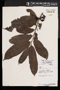 Greenwayodendron suaveolens image