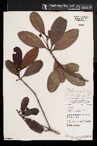 Ternstroemia africana image