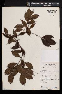Landolphia glabra image