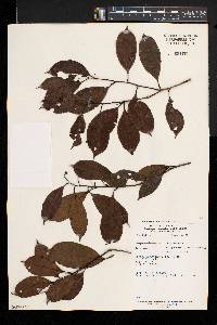 Strephonema sericeum image