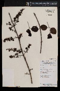 Combretum paniculatum image