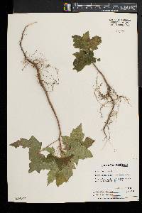 Acer platanoides image