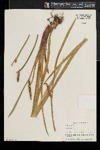 Acorus calamus image