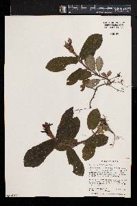 Stenandriopsis guineensis image
