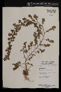 Desmodium triflorum image