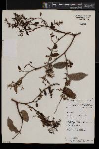 Celtis tessmannii image