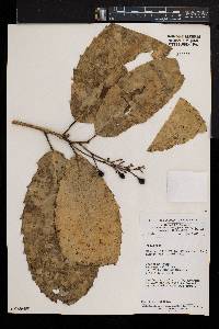 Rinorea ilicifolia image