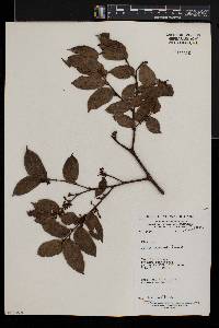 Celtis tessmannii image