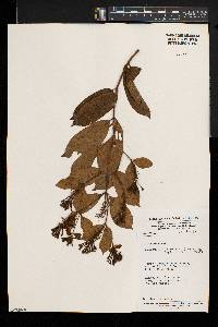 Combretum latialatum image