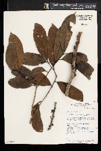 Drypetes arborescens image