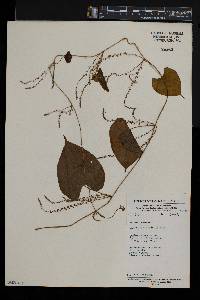 Dioscorea preussii image