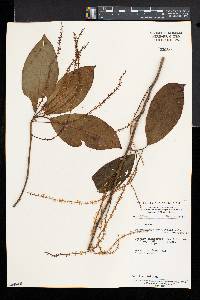 Vadensea tenuifolia image