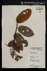Maranthes chrysophylla image