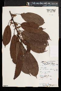 Cola acuminata image