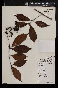 Ixora guineensis image