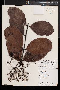 Loeseneriella apiculata image