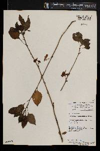 Impatiens niamniamensis image