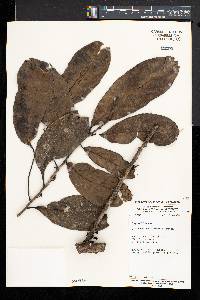 Drypetes arborescens image