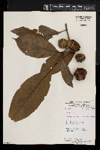 Tabernaemontana penduliflora image