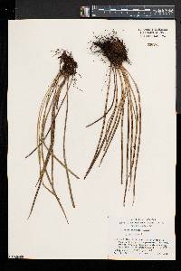 Vittaria fudzinoi image