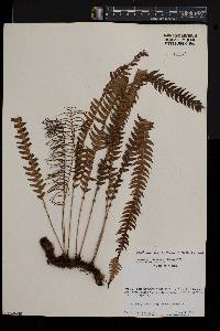 Blechnum binervatum image