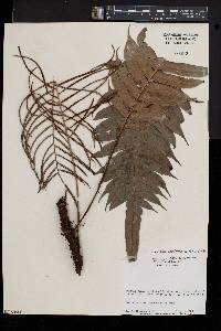 Blechnum binervatum image