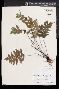 Adiantum petiolatum image