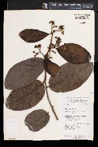 Dichapetalum angolense image