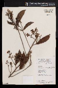 Rhabdophyllum calophyllum image